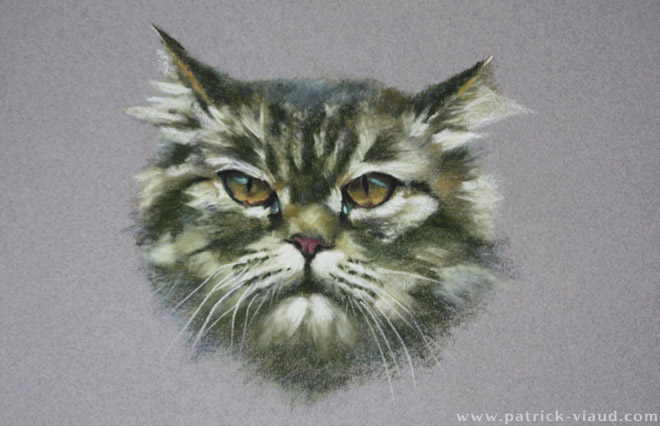 Portrait de chat aux pastels par Patrick Viaud
