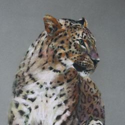 Dessin pastels Le léopard